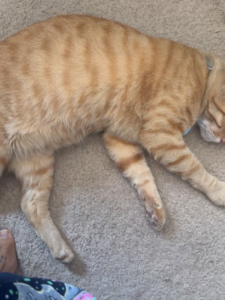 Pintura original de Venus Balam